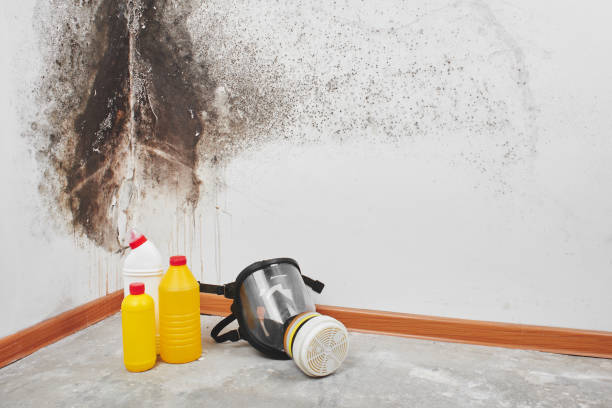 Why You Should Choose Our Mold Remediation Services in Nicholson, MS